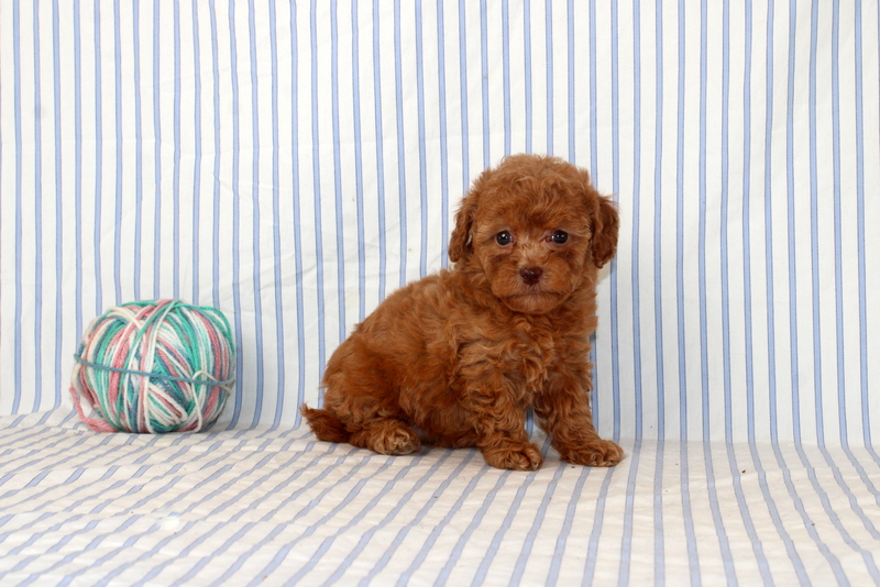 puppy, for, sale, Shi Poo, Matthew B. Stoltzfus, dog, breeder, Gap, PA, dog-breeder, puppy-for-sale, forsale, nearby, find, puppyfind, locator, puppylocator, aca